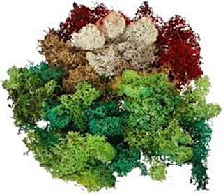 LICHEN MULTICOLORE 80G 170730
