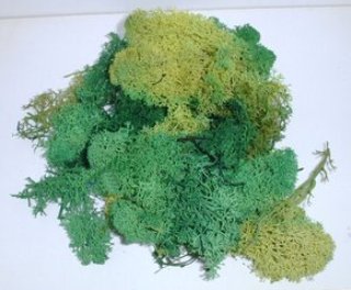 LICHEN VERT 170729