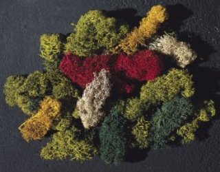LICHEN 4 COULEURS 170730